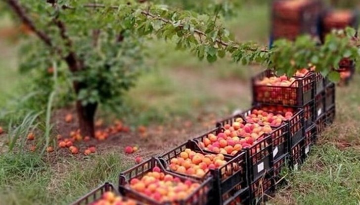 Овощарите от региона търпят загуби заради ниските изкупни цени на продукцията си