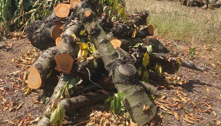 Черешите гният на дървото, "берат" дървен материал