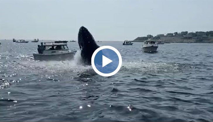 Срещата между кита и малкия кораб беше заснета от камера