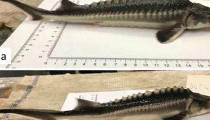 Учените смятат, че рибата хибрид е стерилна, както повечето хибриди, създадени с човешка помощ Учените смятат, че рибата хибрид е стерилна, както повечето хибриди, създадени с човешка помощ