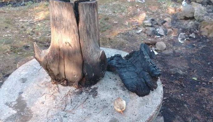 Изгоряла е около декар и половина гора, черен бор, на възраст над 60 години