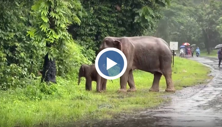 Майка слоница и малкото ѝ попадат в опасна ситуация в Тайланд