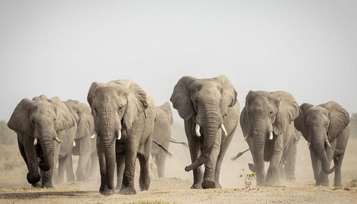 Слонове се нахвърлиха върху група фермери и техните семейства, които жънели в полето