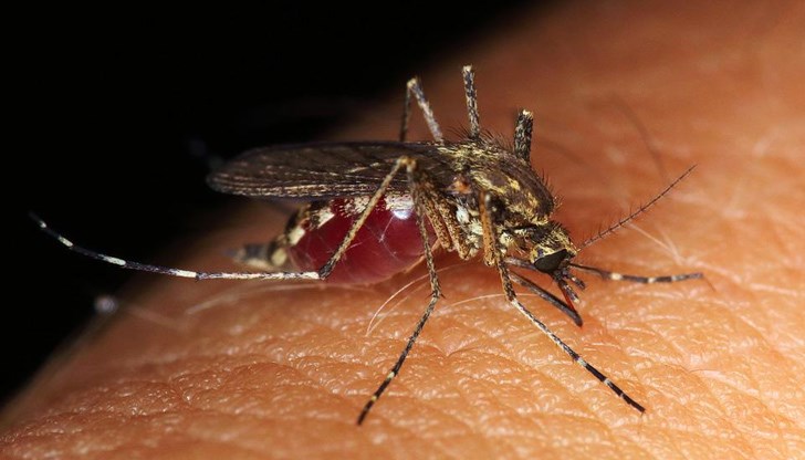 Гръцките власти съветват да се предприемат индивидуални мерки за защита от комари