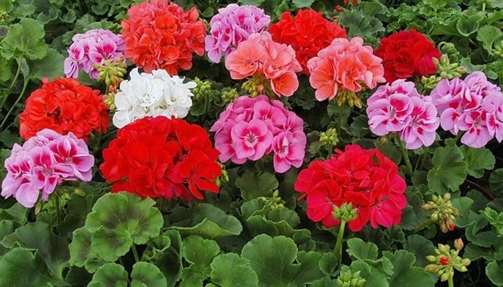 Йодът се определя като най-добър тор за мушкатото