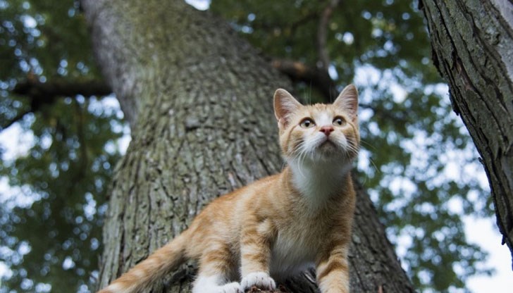 Екип на беленската районна служба погаси пожар в сухи треви