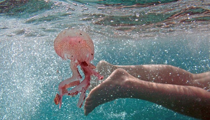 а повечето места няма големи и опасни медузи, но е хубаво да знаем как да реагираме
