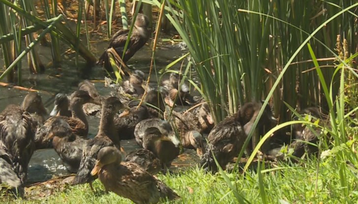 Екологична акция за запазване на популацията на дивите птици Екологична акция за запазване на популацията на дивите птици