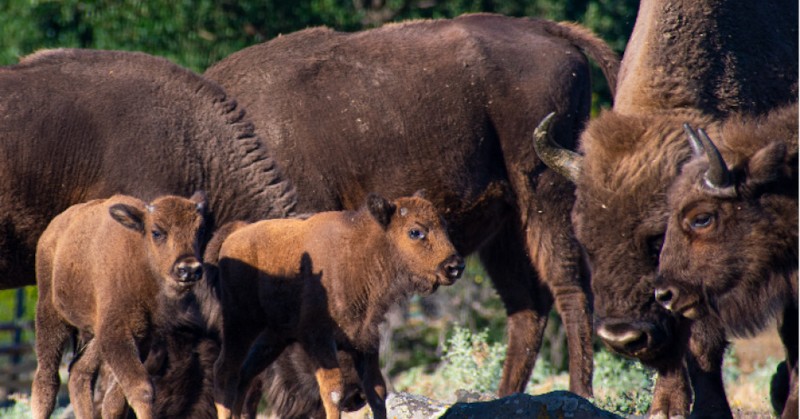 Екипите на &bdquo;По-диви Родопи&ldquo; и ДУ &ldquo;Студен кладенец&rdquo; може да