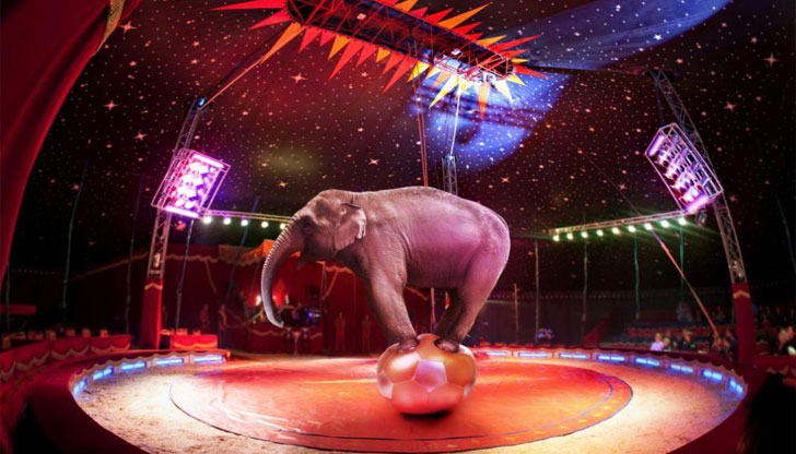 Първият Международен цирков фестивал у нас ще се състои в