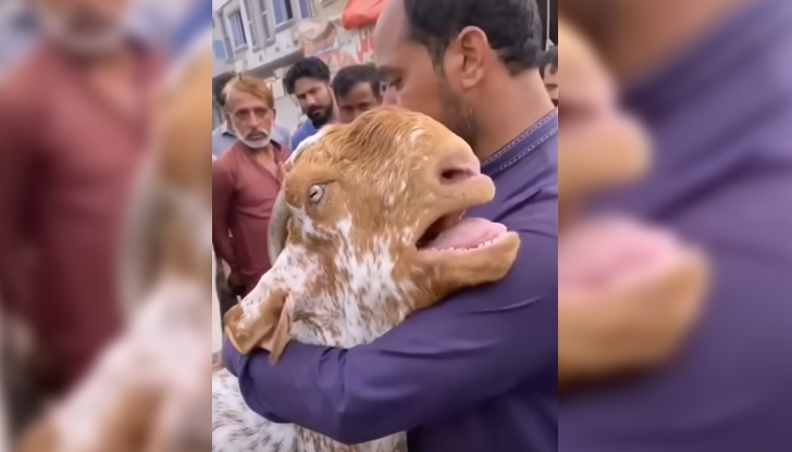 Козичката плаче с "човешки глас" при раздялата със собственика сиВидео,