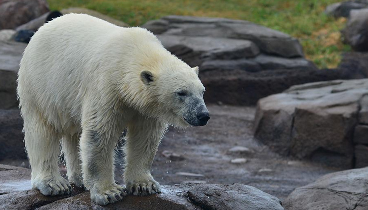 Млада полярна мечка със заклещен в устата ѝ метален буркан
