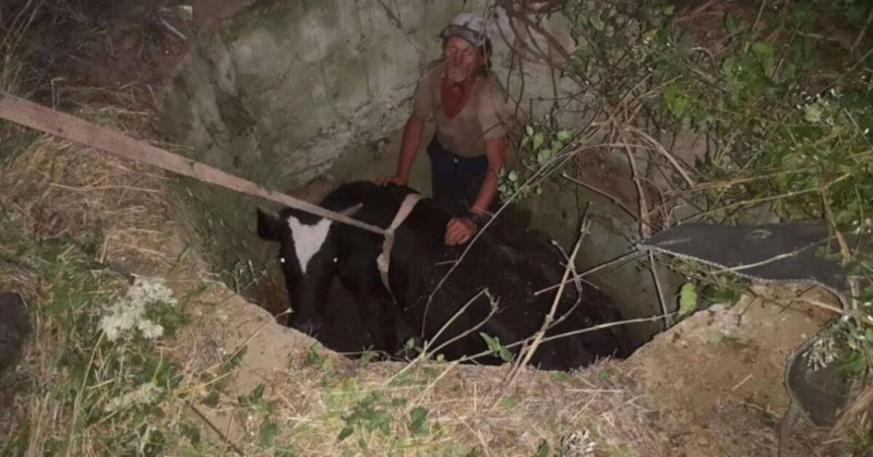 Необичайната акция се провела в село СотиряПожарникари спасиха крава, паднала