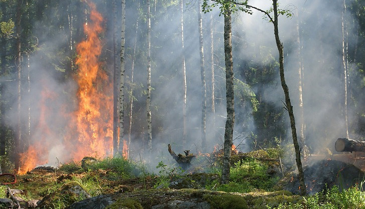 99% от горските пожари в Централна Северна България възникват в