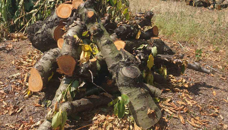 Черешите гният на дървото, "берат" дървен материалДунавски овощари започват да