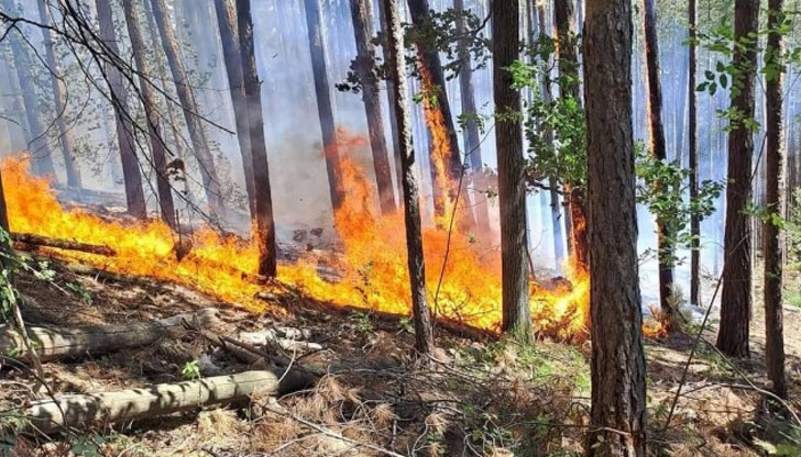 Огнището бушува над пътното управлениеГолям пожар бушува в Габрово, съобщиха