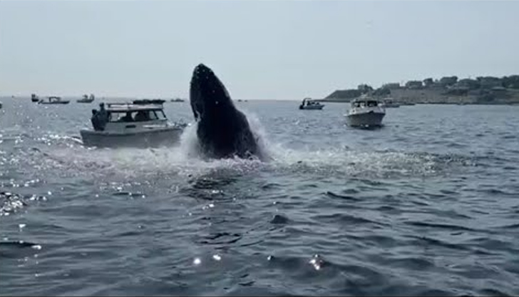 Срещата между кита и малкия кораб беше заснета от камераКит