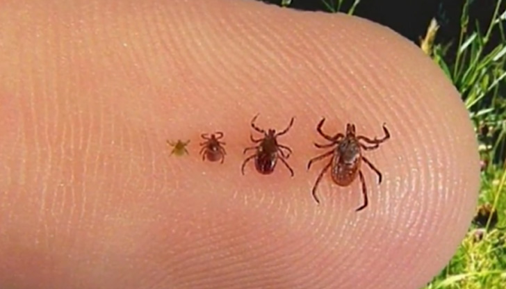 Ръст на ухапвания от кърлежи.Това отчитат лекари и зрители, оплакали