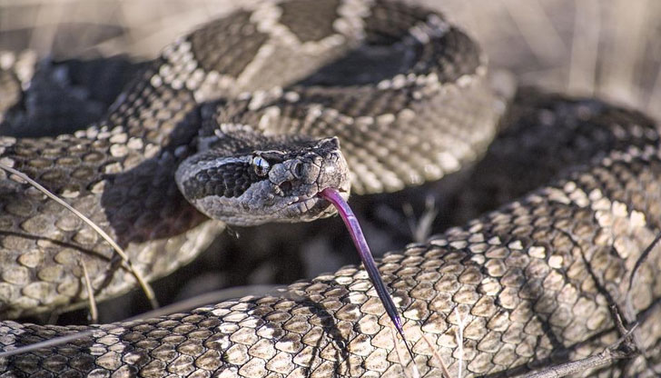 Това обаче не предвещава бейби бум за отровните същества в