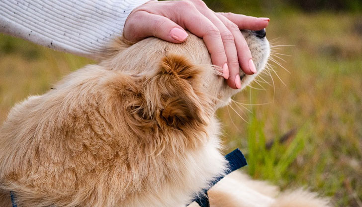 Според иранският парламент те са "символ на Запада"Иранският парламент обмисля