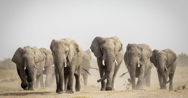 В Мозамбик петима души загинаха след сблъсък със стадо диви