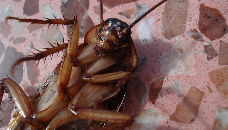 Никой не иска хлебарки в дома си.Те са доста досадни