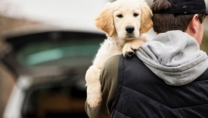 Сигнал за поредна схема на кражба на кучета - този