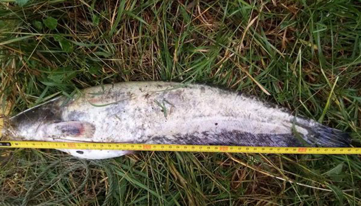 Иззети са мрежа с дължина 50 м. и кош за