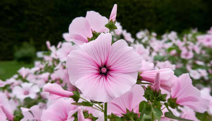 Всеки човек иска да притежава поне едно красиво цвете в