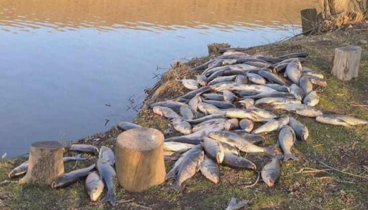 Поне 10 тона е мъртвата риба в язовир &bdquo;Студен кладенец&ldquo;Това