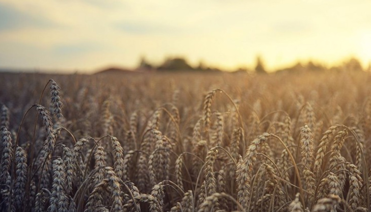 Земеделската земя във Варненско се е повишила с над 13