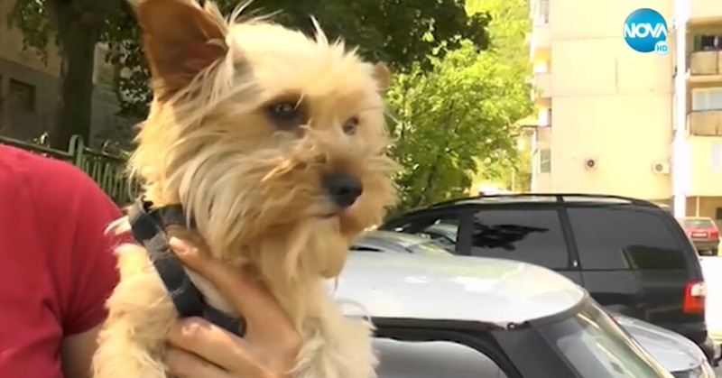 Случаят е от Враца, кучето е изведено от дома муАрест