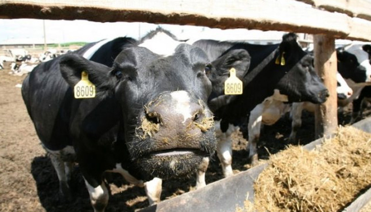 Сегашните пазарни условия поставят нови предизвикателства пред животновъдите.Колко млечни крави