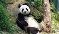 Непознат вид панда обитавал земите на България преди 6 милиона години