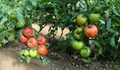 Кражба на домати и патладжани от градина край Полско Косово