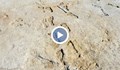 Учени откриха отпечатъци от човешки стъпки на 12 000 години