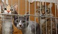 Китайската полиция спаси 150 котки от кланица