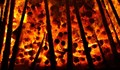 ЕС е изправен пред най-тежките горски пожари от 2006 г. насам
