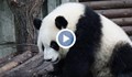 Гигантска панда роди близнаци