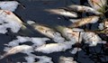 Извадиха 11 тона мъртва риба от пресъхващо езеро във Франция