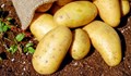 Горещото лято свива реколтата от картофи в Европа
