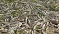 В Своге започна ваденето на мъртва риба от река Искрецка