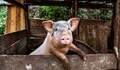 Откриха две огнища на Африканска чума по свинете в Гюргево