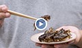 Учени създадоха протеинови закуски от насекоми