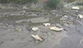 Полша мобилизира военнослужещи да чистят 10 тона измряла риба в река
