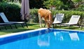 Крави "нападат" басейните в Слънчев бряг