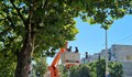 Общината оряза клони и храсти, които пречат на пътни знаци и светофари