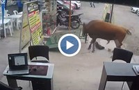 Избягал бик вилня по улиците на Лима