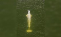 Заблудилият се в река Сена бял кит не приема храна