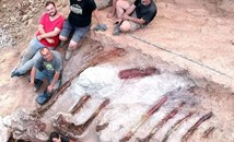 Учени откриха напълно запазен скелет на динозавър в частен двор в Португалия